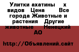 Улитки ахатины  2-х видов › Цена ­ 0 - Все города Животные и растения » Другие животные   . Ненецкий АО